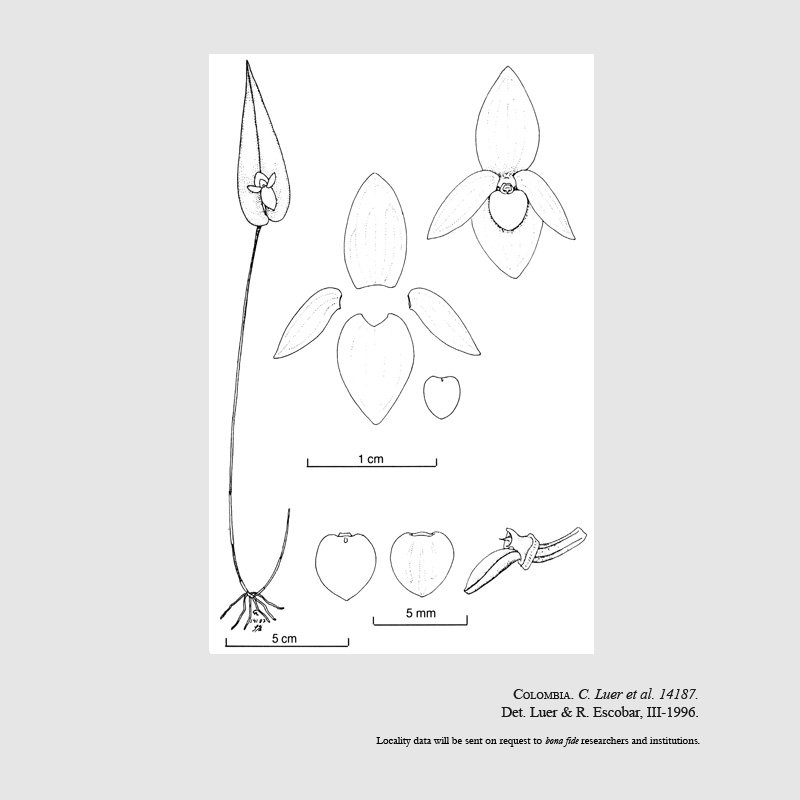 Pleurothallis glabra